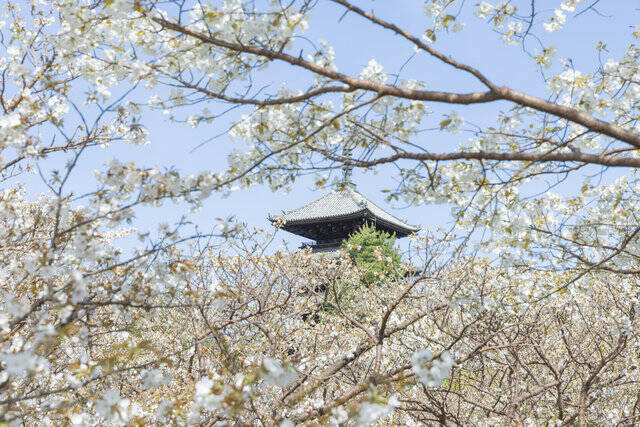 【京都桜 振り返り2024】京都を代表する遅咲き品種 「御室桜」今年も美しく咲き誇りました「世界遺産 仁和寺」