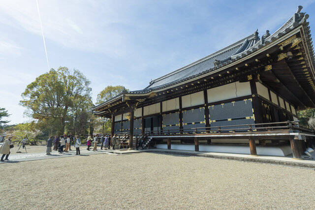 【京都桜 振り返り2024】京都を代表する遅咲き品種 「御室桜」今年も美しく咲き誇りました「世界遺産 仁和寺」