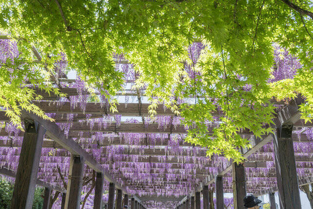 【京都】5年ぶりに公開！ 120メートルの藤棚が見どころ「鳥羽の藤」【京都花めぐり】