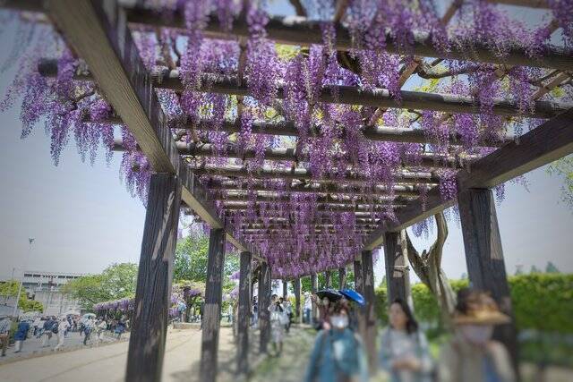 【京都】5年ぶりに公開！ 120メートルの藤棚が見どころ「鳥羽の藤」【京都花めぐり】