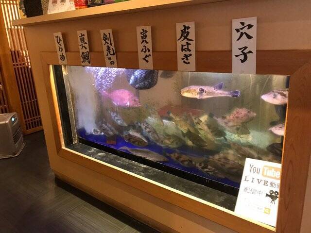 【京都ランチ】カキフライや海鮮丼激ウマ！若狭湾の幸をゆったり堪能「いけす料理卑弥呼」