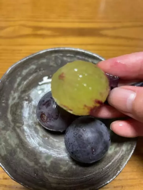 「【お盆グルメ】京都市内の超穴場ぶどう名産地☆人気品種シャインマスカットも「寺本農園」」の画像