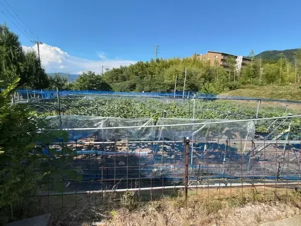 「【お盆グルメ】京都市内の超穴場ぶどう名産地☆人気品種シャインマスカットも「寺本農園」」の画像