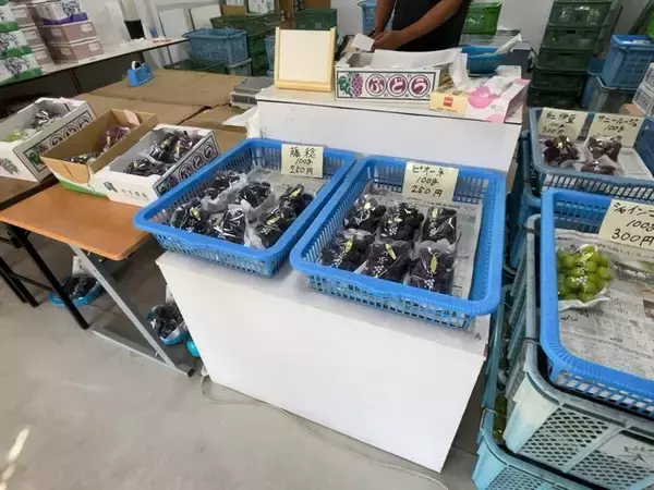 「【お盆グルメ】京都市内の超穴場ぶどう名産地☆人気品種シャインマスカットも「寺本農園」」の画像