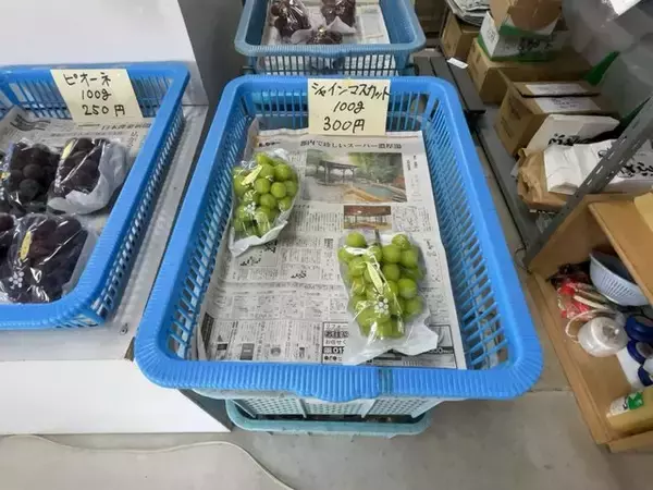 「【お盆グルメ】京都市内の超穴場ぶどう名産地☆人気品種シャインマスカットも「寺本農園」」の画像