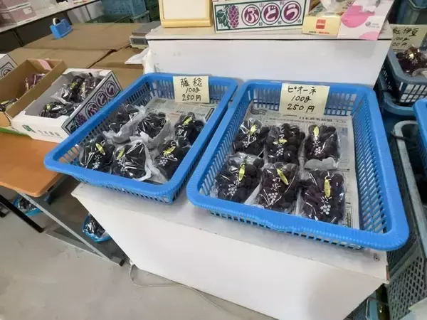 「【お盆グルメ】京都市内の超穴場ぶどう名産地☆人気品種シャインマスカットも「寺本農園」」の画像