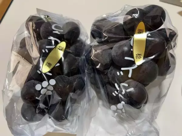 「【お盆グルメ】京都市内の超穴場ぶどう名産地☆人気品種シャインマスカットも「寺本農園」」の画像