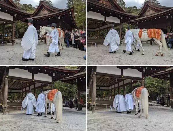 「世界遺産『上賀茂神社』で邪気を祓う神馬の儀式～白馬奏覧神事～」の画像