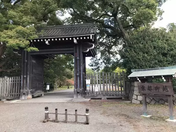 【2022京都紅葉】銀杏が見頃！行き場に困ったら季節の草花大体あります「京都御苑」