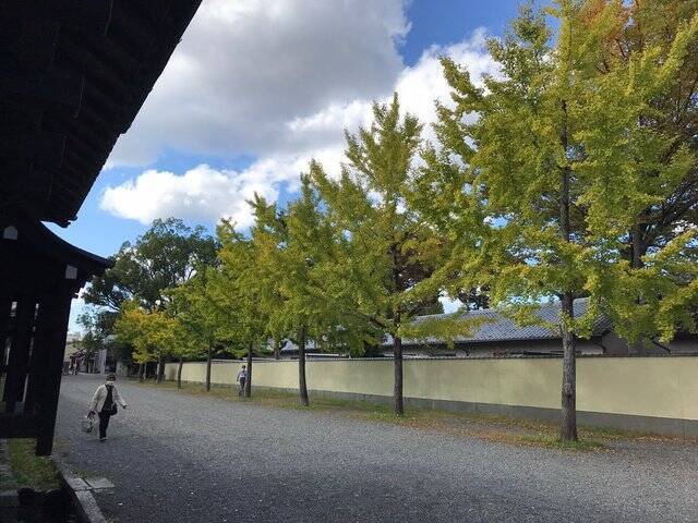【2022京都紅葉】銀杏が見頃！行き場に困ったら季節の草花大体あります「京都御苑」