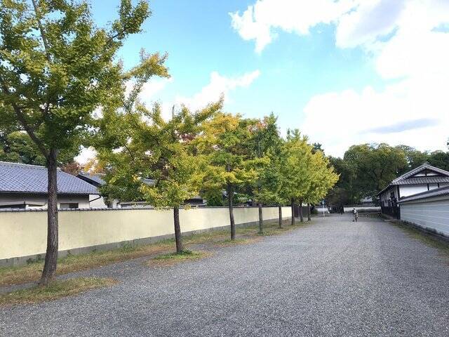 【2022京都紅葉】銀杏が見頃！行き場に困ったら季節の草花大体あります「京都御苑」