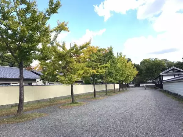 「【2022京都紅葉】銀杏が見頃！行き場に困ったら季節の草花大体あります「京都御苑」」の画像