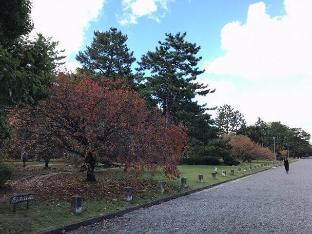 【2022京都紅葉】銀杏が見頃！行き場に困ったら季節の草花大体あります「京都御苑」