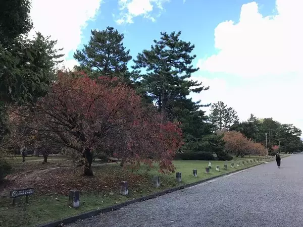 「【2022京都紅葉】銀杏が見頃！行き場に困ったら季節の草花大体あります「京都御苑」」の画像