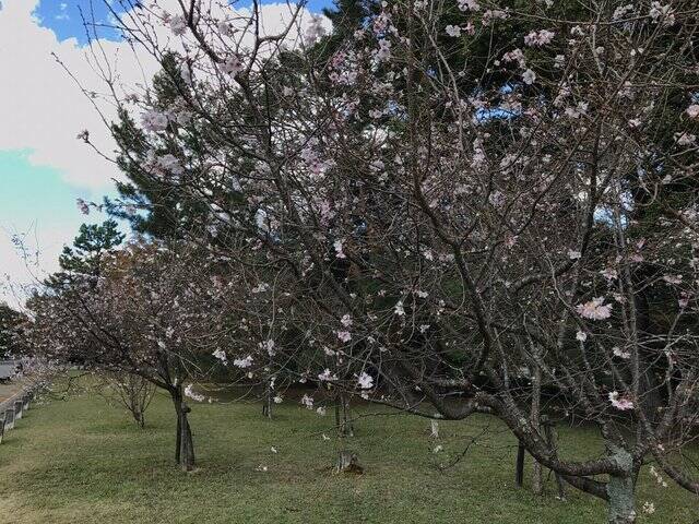 【2022京都紅葉】銀杏が見頃！行き場に困ったら季節の草花大体あります「京都御苑」
