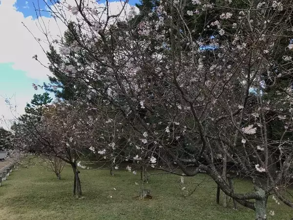 「【2022京都紅葉】銀杏が見頃！行き場に困ったら季節の草花大体あります「京都御苑」」の画像