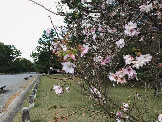【2022京都紅葉】銀杏が見頃！行き場に困ったら季節の草花大体あります「京都御苑」