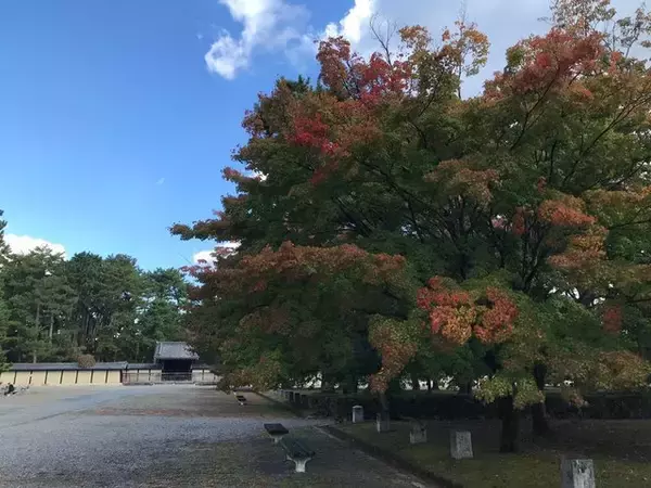 「【2022京都紅葉】銀杏が見頃！行き場に困ったら季節の草花大体あります「京都御苑」」の画像