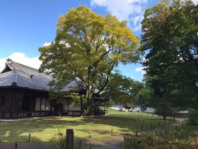 【2022京都紅葉】銀杏が見頃！行き場に困ったら季節の草花大体あります「京都御苑」