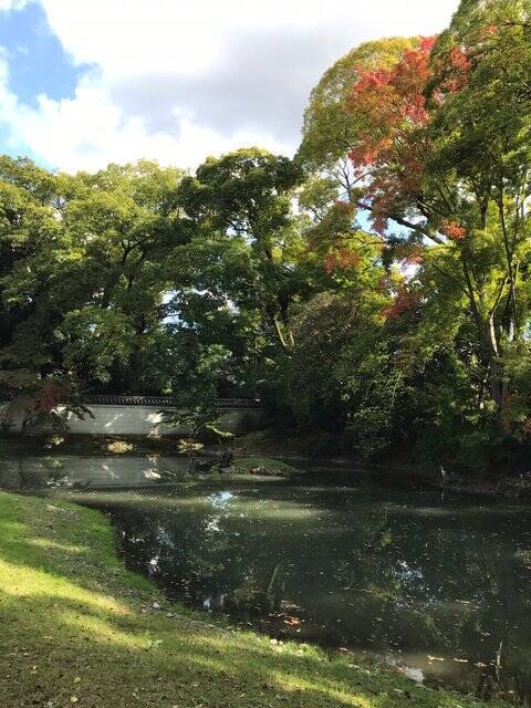 【2022京都紅葉】銀杏が見頃！行き場に困ったら季節の草花大体あります「京都御苑」