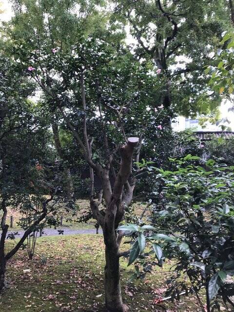 【2022京都紅葉】銀杏が見頃！行き場に困ったら季節の草花大体あります「京都御苑」