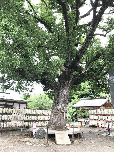 【京都ぶらり】珍しい夏越の祓『茅の輪』づくり風景も☆桜の名所「平野神社」