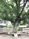 「【京都ぶらり】珍しい夏越の祓『茅の輪』づくり風景も☆桜の名所「平野神社」」の画像10