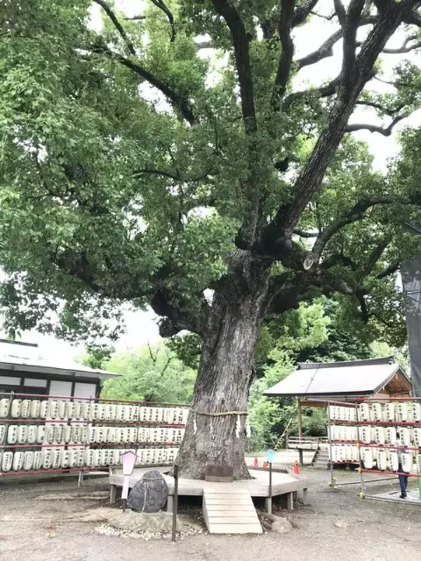 「【京都ぶらり】珍しい夏越の祓『茅の輪』づくり風景も☆桜の名所「平野神社」」の画像