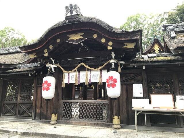 【京都ぶらり】珍しい夏越の祓『茅の輪』づくり風景も☆桜の名所「平野神社」
