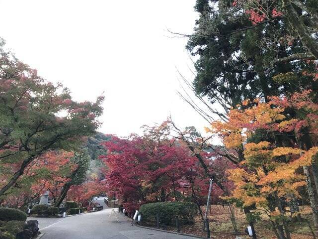 京都紅葉最新 洛東の名所パトロール 南禅寺界隈 哲学の道 ６スポット 年11月22日 エキサイトニュース