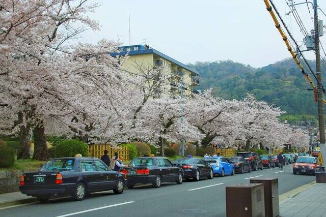 京都 桜回顧21 銀閣寺エリアの 哲学の道 桜と花筏 はないかだ 21年4月29日 エキサイトニュース