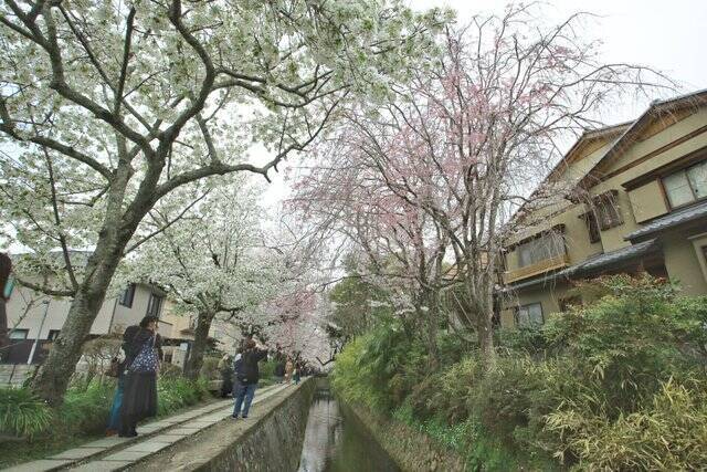 京都 桜回顧21 銀閣寺エリアの 哲学の道 桜と花筏 はないかだ 21年4月29日 エキサイトニュース