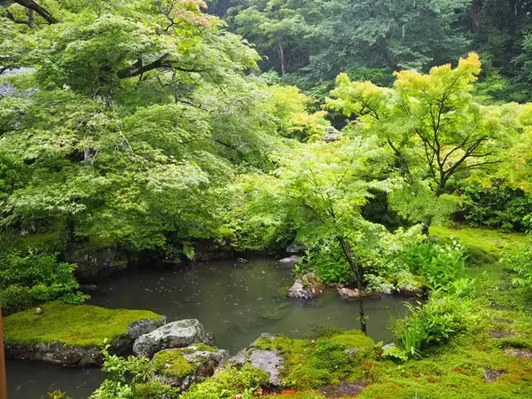 「一度は訪れたい京都岩倉の『実相院』、林修先生もおすすめの”床もみじ”」の画像
