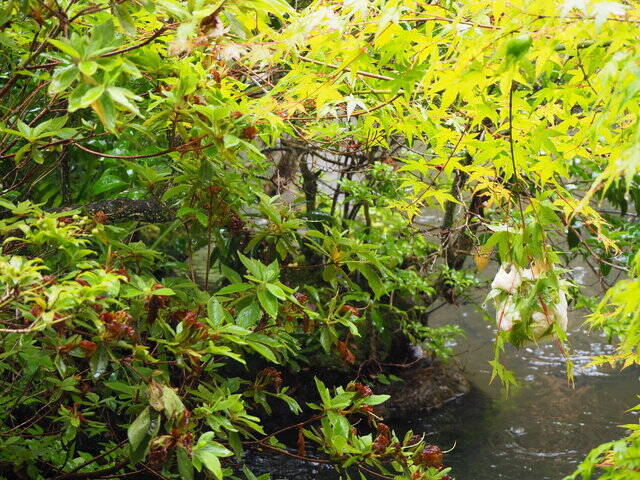 一度は訪れたい京都岩倉の『実相院』、林修先生もおすすめの”床もみじ”