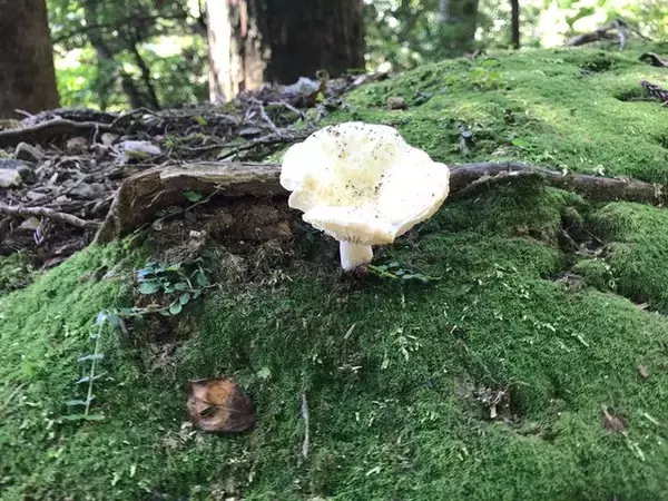 「【京都登山】『火廼要慎』のお札で有名な地元民御用達霊山！秋山風景存分に「愛宕神社」」の画像