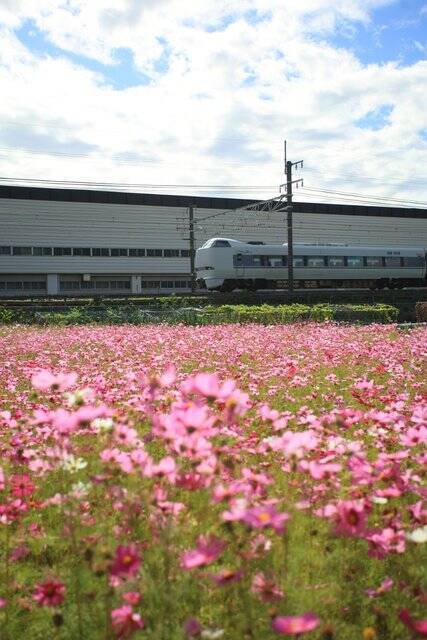 京都花めぐり 可愛い風景 思わず笑顔に コスモス畑とハローキティはるか 21年10月24日 エキサイトニュース 2 2