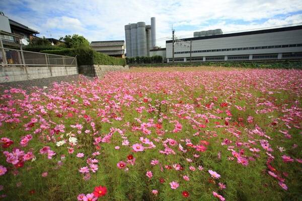 京都花めぐり 可愛い風景 思わず笑顔に コスモス畑とハローキティはるか 21年10月24日 エキサイトニュース