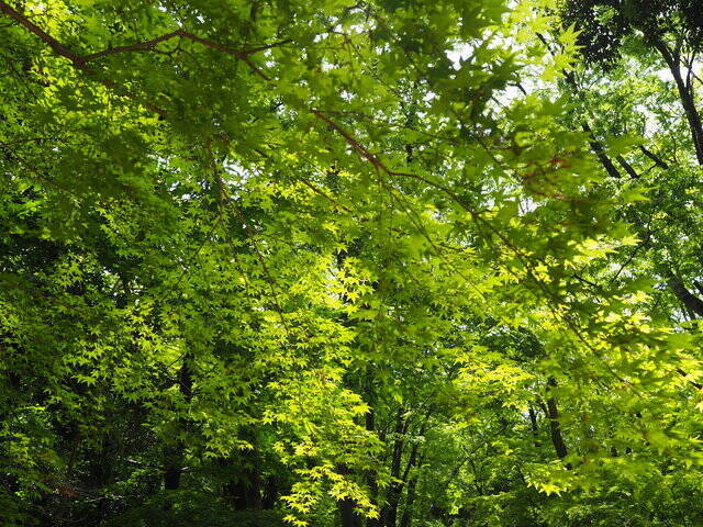 太古の森、世界遺産「下鴨神社」で恋愛成就ツアー