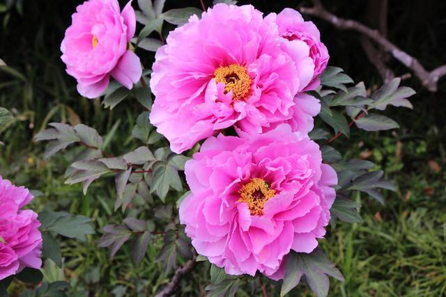 京都花めぐり 春は花と新緑が美しい 紅葉の名所 圓光寺 一乗寺エリア 年4月28日 エキサイトニュース 京都花めぐり 春は花と新緑が美しい 紅葉の名所 圓光寺 一乗寺エリア 年4月28日 エキサイトニュース