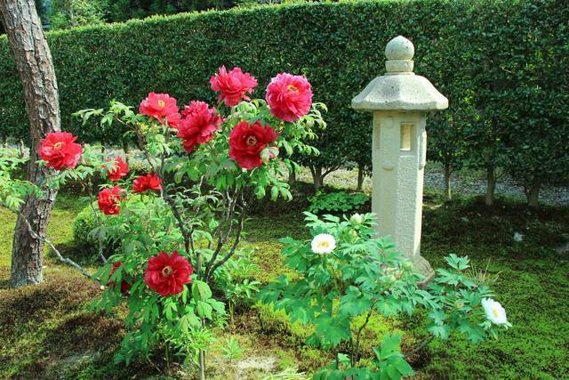 京都花めぐり 春は花と新緑が美しい 紅葉の名所 圓光寺 一乗寺エリア 年4月28日 エキサイトニュース