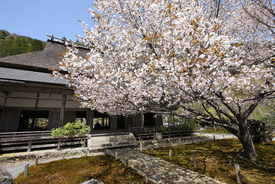 とっておきの京都の桜「京北編②」皇室ゆかりの桜から地元民に愛される桜まで