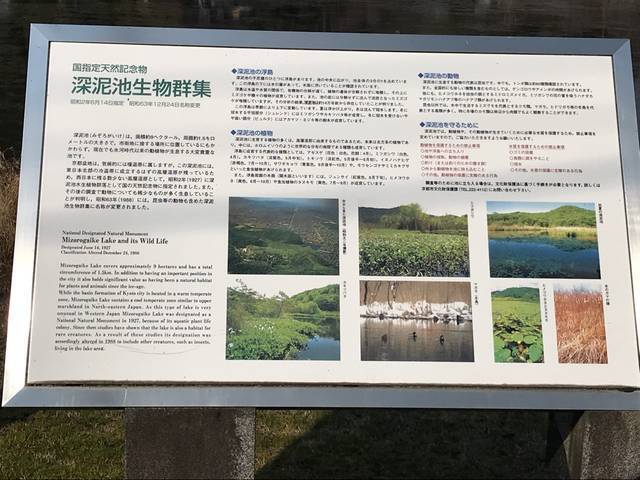 【京都ぶらり】国の天然記念物・生物群集あり！かつて心霊スポットとも称された「深泥池（みどろがいけ）」