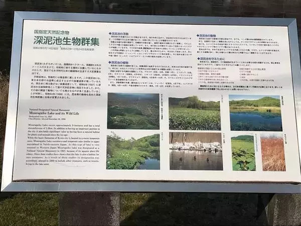 「【京都ぶらり】国の天然記念物・生物群集あり！かつて心霊スポットとも称された「深泥池（みどろがいけ）」」の画像