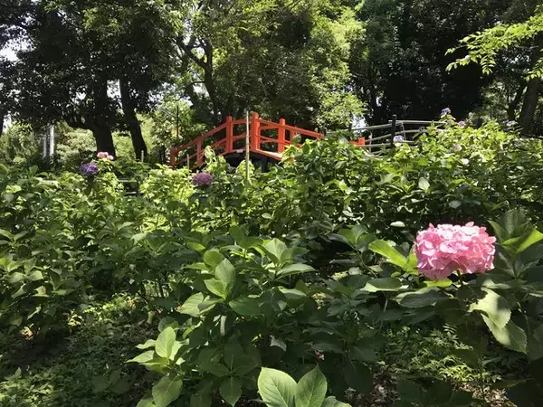 「【京都の花】境内は3500本の紫陽花祭☆花手水必見のあじさい名所「藤森神社」」の画像
