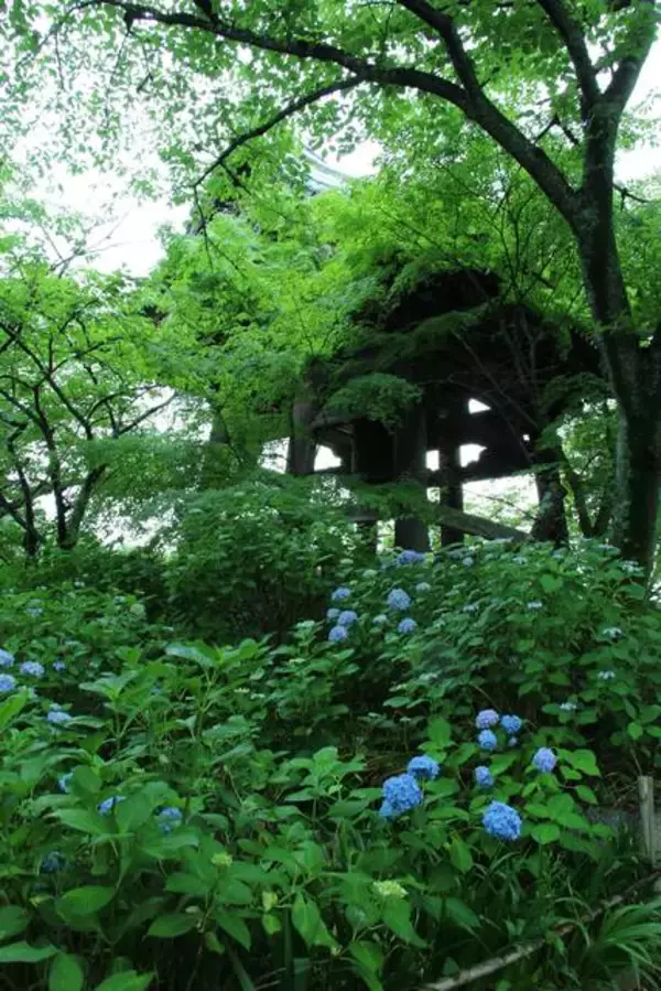 「京都のあじさいを巡る｜「真如堂」で1,000株のあじさいと新緑に癒される」の画像