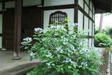 「京都のあじさいを巡る｜「真如堂」で1,000株のあじさいと新緑に癒される」の画像8