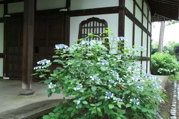 「京都のあじさいを巡る｜「真如堂」で1,000株のあじさいと新緑に癒される」の画像