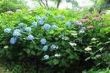 「京都のあじさいを巡る｜「真如堂」で1,000株のあじさいと新緑に癒される」の画像9