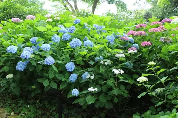 「京都のあじさいを巡る｜「真如堂」で1,000株のあじさいと新緑に癒される」の画像