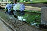 「京都のあじさいを巡る｜「真如堂」で1,000株のあじさいと新緑に癒される」の画像5
